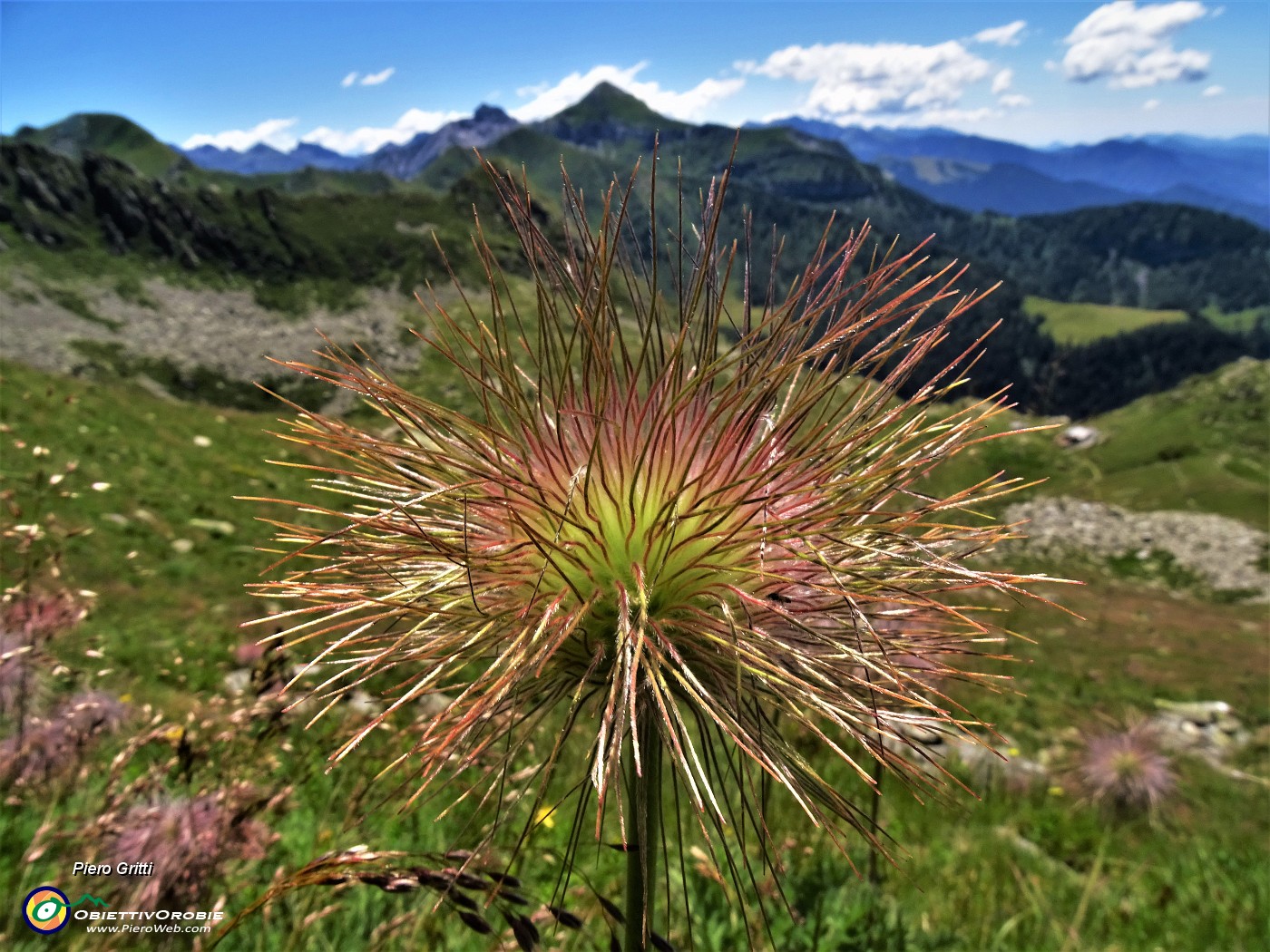 38 Pulsatilla alpina (Anemone alpino) in fruttescenza.JPG